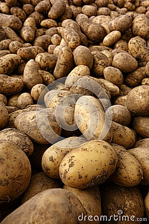 Natural Organic Potatoes in Bulk at Farmer Market