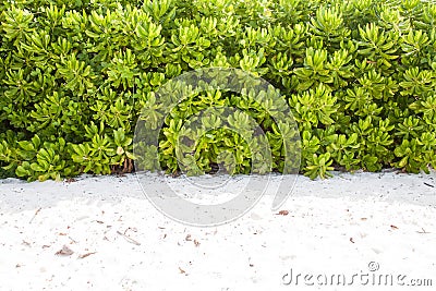 Natural plant wall on the beach