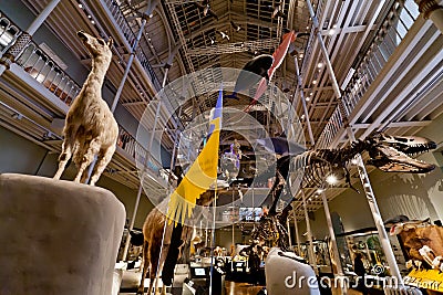 Natural World gallery-National Museum of Scotland