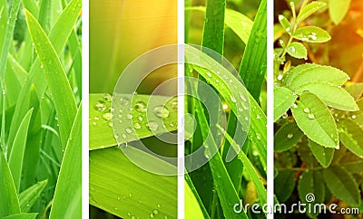 Nature banners