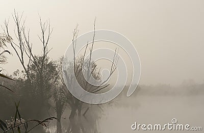 Nature in fog