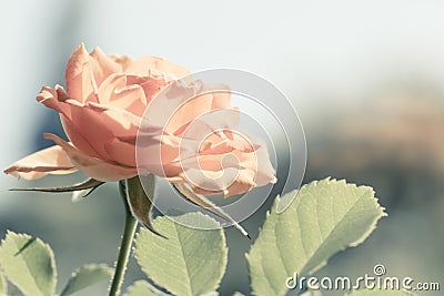 Nature. Orange rose flower for background