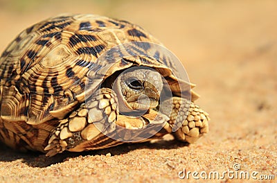 Nature s Patterns - Tortoise Walk
