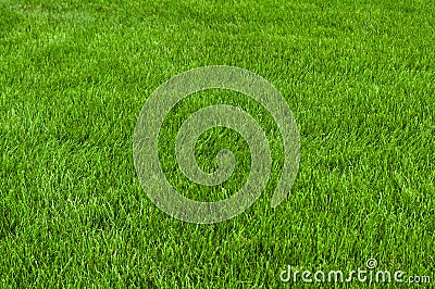 Neatly cut grass