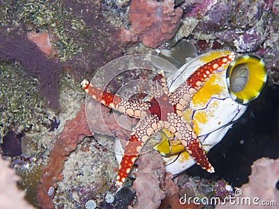 Necklace Sea Star