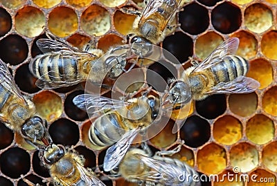 Nectar or honey transfer.