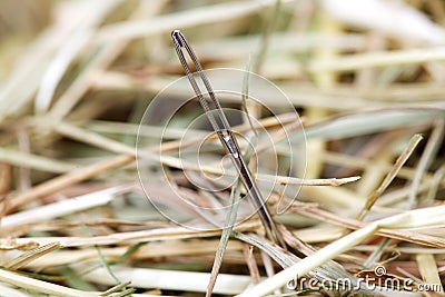 Needle in a haystack