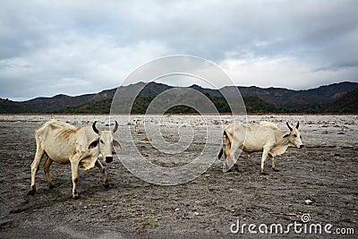 Nelore cow on Pinatubo Trek
