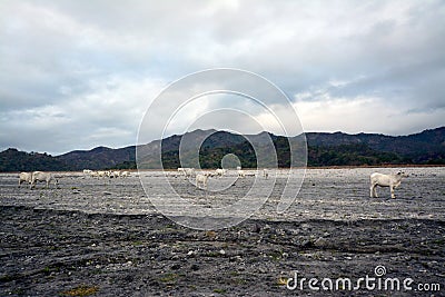 Nelore cow on Pinatubo Trek