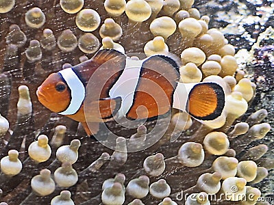 Nemo Clown Fish