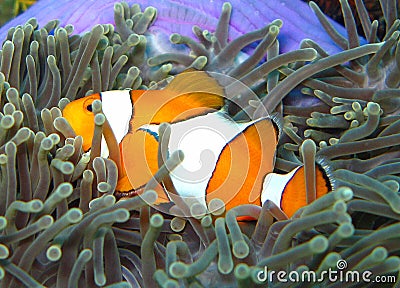 Nemo the Clown Fish