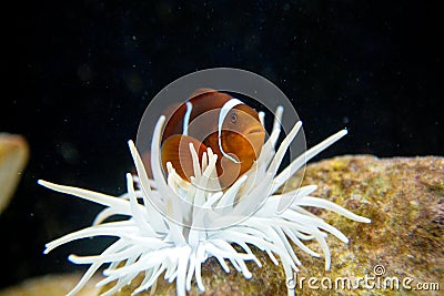 Nemo Clownfish