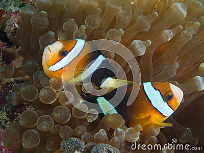 Nemo couple facing opposite direction