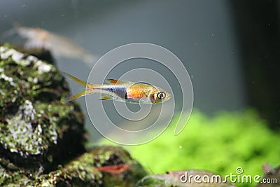 Neon fish - tropical fish