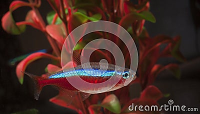 Neon tetra fish