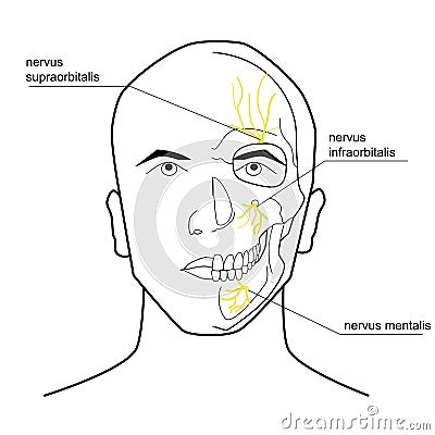 Nerves Of The Head. Stock Vector - Image: 45207743