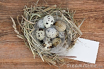 Nest with quail eggs and old empty paper on an