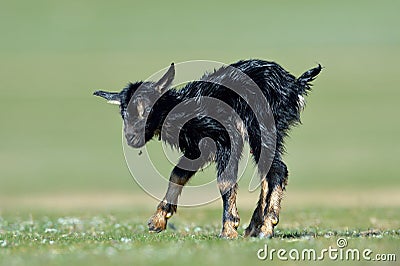 New born baby goat on field in spring