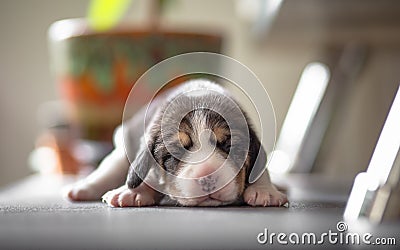 New born beagle puppy