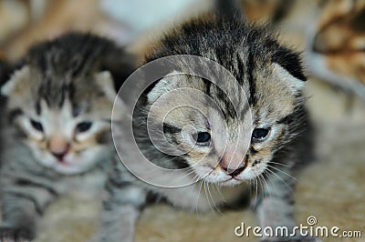 New Born Kittens