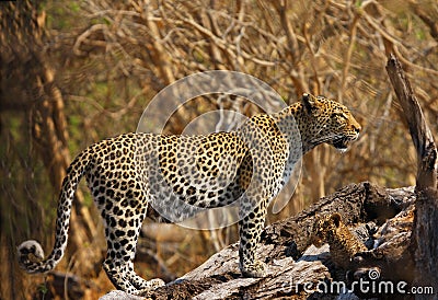 New born leopard cub