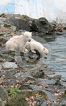 New born polar bears