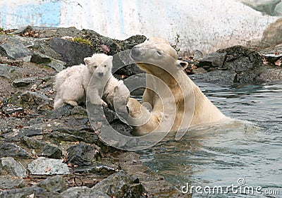 New born polar bears