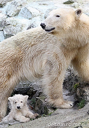New born polar bears