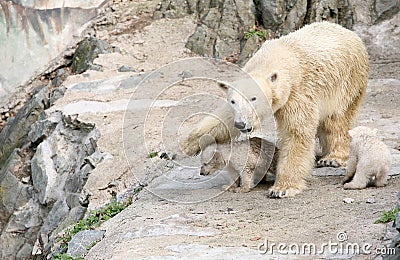 New born polar bears