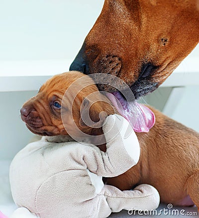 New born Rhodesian Ridgeback puppy