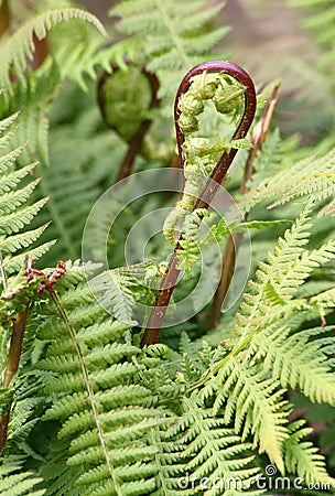 New fern frond uncurling