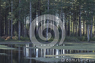 New forest trees