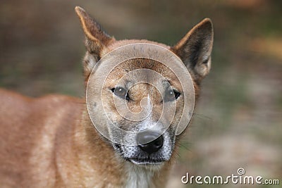 New Guinea singing dog