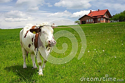 New house and cow in the field
