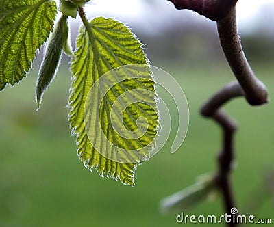 New Leaves