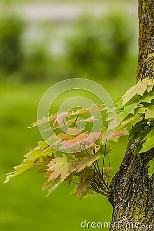 New leaves