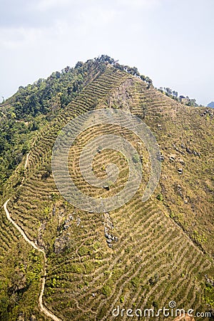 New planting forest after destroyed in thailand