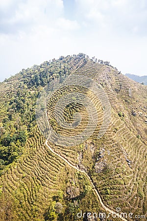 New planting forest after destroyed in thailand