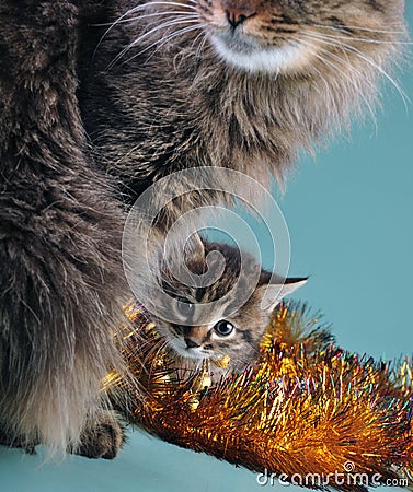 New Year portrait of a little kitten with mother cat