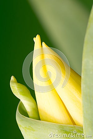 New Yellow Spring Tulip Blossom