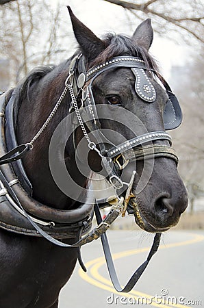 New York City Carriage Horse