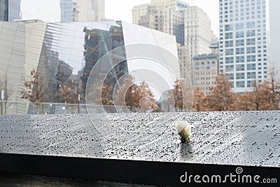 NEW YORK, US - NOVEMBER 22: Rose on 9/11 memorial memorial comme