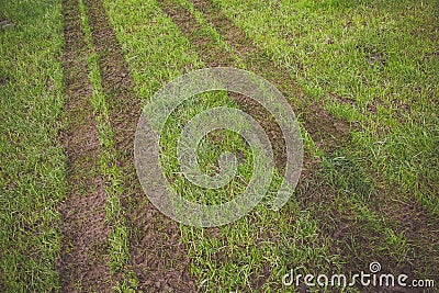 New Zealand farm.