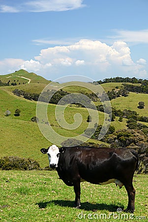 New Zealand: farm landscape with cow