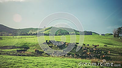 New Zealand: farm landscape with many cows