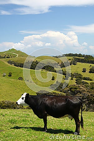 New Zealand: farm landscape with standing cow