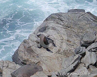 New Zealand fur seal