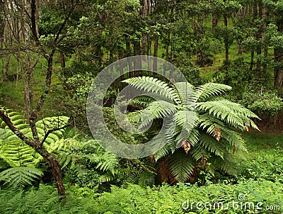 New Zealand native forest