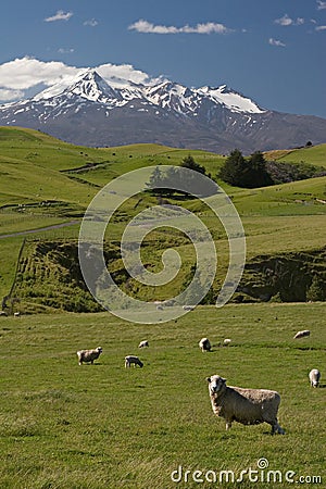 New Zealand sheep farm