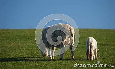 New Zealand sheep and lamb